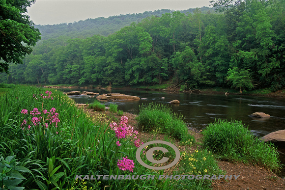 Clarion River-Summer Flowers