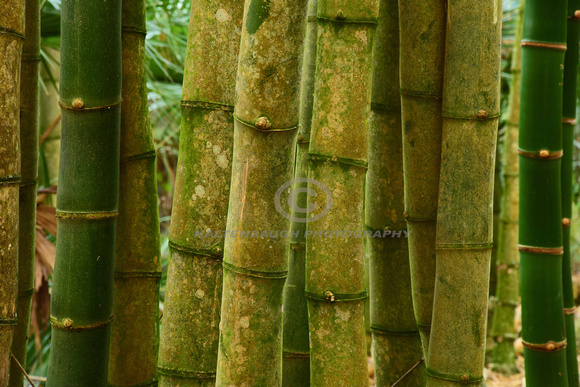 DSC_0967 (2)_Bamboo