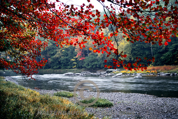 Red Leaves - Clarion River