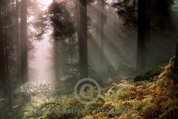 Sunbeams, Cook Forest
