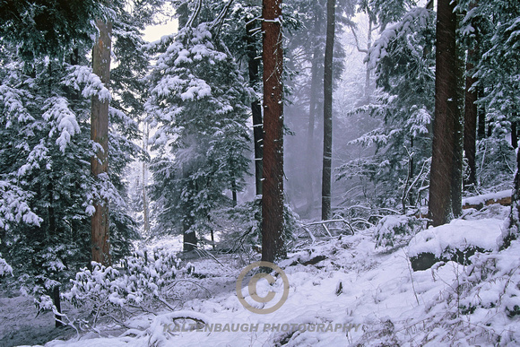 Forest Seasons - Winter