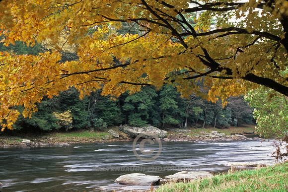 Yellow leaves - Clarion River
