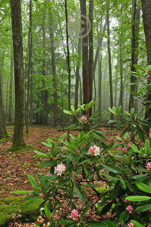 DSC_0524 Rhododendren Forest