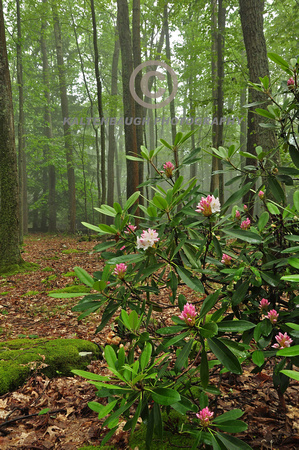 DSC_0531 Rhododendren Forest
