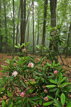 DSC_0523 Rhododendren Forest